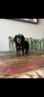Akc Clear 🧬 Black Phantom Small Mini 🩷, a female Poodle - Miniature  for sale in Campbell, TX – 9 of 9