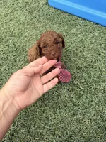 Akc 🧬 Clear Bred the Color Red Boy 💙, a male Poodle - Toy  for sale in Campbell, TX – 7 of 10