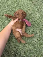Akc 🧬 Clear Bred the Color Red Boy 💙, a male Poodle - Toy  for sale in Campbell, TX – 10 of 10