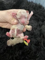 Maltipoo Girls! 3 available! , a female Maltipoo for sale in Campbell, TX – 2 of 10