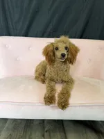 Akc Red Poodle Girl, a female Poodle - Miniature  for sale in Campbell, TX – 4 of 10