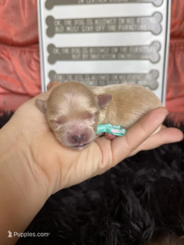 Maltipoo! Girl! Turquoise Bow! 💚 – Maltipoo puppy for sale in Campbell, TX