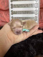 Maltipoo! Girl! Turquoise Bow! 💚, a female Maltipoo for sale in Campbell, TX – 1 of 7