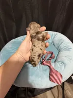 Akc Clear Chocolate Merle Phantom Red Tie, a male Poodle - Miniature  for sale in Campbell, TX – 9 of 10