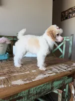 Akc Clear 🧬 Tested Chocolate Phantom Parti Girl, a female Poodle - Toy  for sale in Campbell, TX – 2 of 9