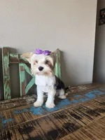 Blue Merle Parti Blue eyes Olive, a female Yorkshire Terrier for sale in Campbell, TX – 6 of 10