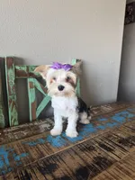 Blue Merle Parti Blue eyes Olive, a female Yorkshire Terrier for sale in Campbell, TX – 4 of 10