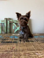 KB Chocolate Boy Rocky, a male Yorkshire Terrier for sale in Campbell, TX – 9 of 9
