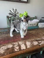 Akc Clear 🧬 Tested Blue Merle Phantom Parti 🩷, a female Poodle - Miniature  for sale in Campbell, TX – 10 of 10
