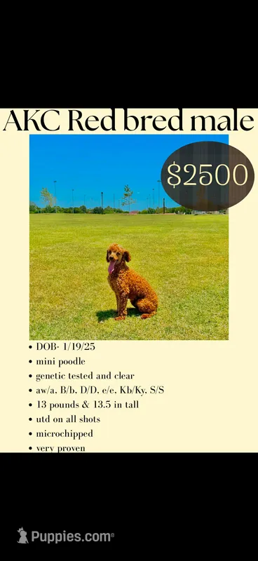Akc 🧬 Clear Bred the Color Red Bentley 💙 – Poodle - Miniature  puppy for sale in Campbell, TX