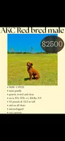 Akc 🧬 Clear Bred the Color Red Bentley 💙, a male Poodle - Miniature  for sale in Campbell, TX – 1 of 10