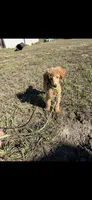 Akc Clear 🧬 Tested Red Phantom bb 💙- Small Moyen, a male Poodle - Standard  for sale in Campbell, TX – 8 of 10