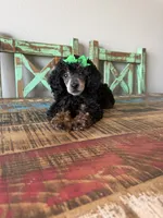 Akc Clear 🧬 Tested Black Phantom Girl 🩷, a female Poodle - Miniature  for sale in Campbell, TX – 1 of 10