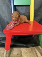 Akc Red Toy Poodle 💙, a male Poodle - Toy  for sale in Campbell, TX – 10 of 10