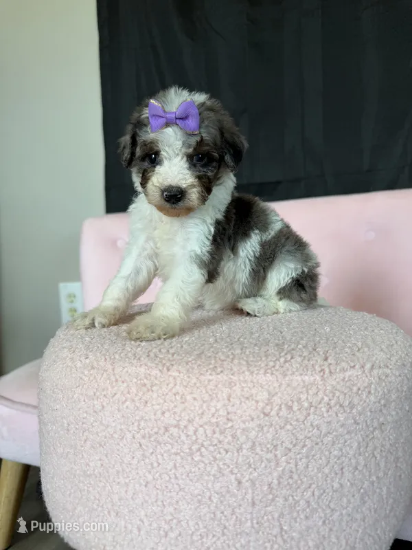 Akc Clear 🧬 tested Blue Merle Phantom Parti Girl Purple Bow – Poodle - Miniature  puppy for sale in Campbell, TX
