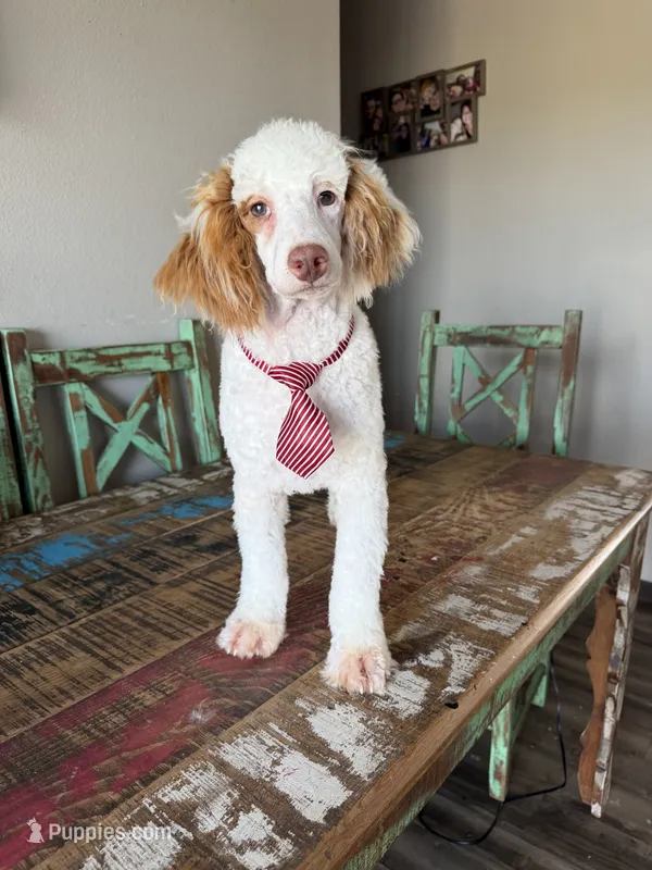 Akc Clear Red bb hidden Merle Parti Boy, a male Poodle - Miniature  for sale in Campbell, TX – 1 of 10