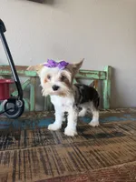 Blue Merle Parti Blue eyes Olive, a female Yorkshire Terrier for sale in Campbell, TX – 10 of 10