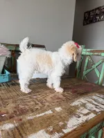 Akc Clear 🧬 Tested Chocolate Phantom Parti 🩷, a female Poodle - Toy  for sale in Campbell, TX – 5 of 10