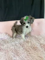 Akc Clear 🧬 Blue Merle Phantom Parti 🩷, a female Poodle - Miniature  for sale in Campbell, TX – 1 of 10
