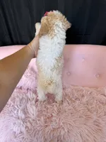 Akc Clear 🧬 Tested Chocolate Phantom Parti 🩷, a female Poodle - Miniature  for sale in Campbell, TX – 6 of 10