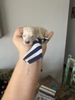 Cali’s Apricot Maltipoo! Blue & White Tie, a male Maltipoo for sale in Campbell, TX – 3 of 10