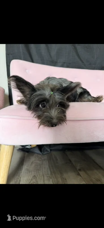 Blue Merle Yorkie Jolie 🩷 – Yorkshire Terrier puppy for sale in Campbell, TX