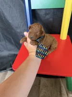 Akc Red Toy Poodle Boy Blue Tie, a male Poodle - Toy  for sale in Campbell, TX – 4 of 9