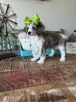 Akc Clear 🧬 Tested Blue Merle Phantom Parti 🩷, a female Poodle - Miniature  for sale in Campbell, TX – 8 of 10