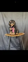 Akc Clear 🧬 Tested Clear Boy 💙, a male Poodle - Miniature  for sale in Campbell, TX – 10 of 10