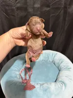 Akc Clear Chocolate Merle Phantom Red Tie, a male Poodle - Miniature  for sale in Campbell, TX – 5 of 10