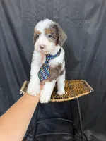 Akc Clear 🧬 Tested Blue Merle Phantom Parti 💙, a male Poodle - Miniature  for sale in Campbell, TX – 6 of 10