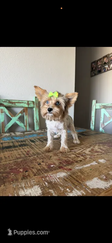 Merle with 2 Blue eyes Pickle – Yorkshire Terrier puppy for sale in Campbell, TX