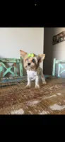 Merle with 2 Blue eyes Pickle, a female Yorkshire Terrier for sale in Campbell, TX – 1 of 10