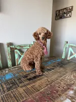 Akc 🧬 Clear Bred the Color Red Bentley 💙, a male Poodle - Miniature  for sale in Campbell, TX – 8 of 10