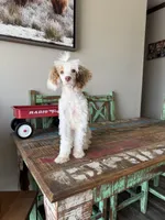 Akc 🧬 Tested Clear AtAt KyKy S/S bb girl , a female Poodle - Miniature  for sale in Campbell, TX – 10 of 10
