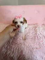 Akc Clear 🧬 Tested Chocolate Phantom Parti , a female Poodle - Miniature  for sale in Campbell, TX – 4 of 10