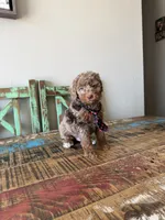 Akc Clear 🧬 Tested Chocolate Merle Phantom 💙, a male Poodle - Miniature  for sale in Campbell, TX – 6 of 10