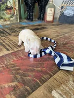Cali’s Apricot Maltipoo! Blue & White Tie, a male Maltipoo for sale in Campbell, TX – 8 of 10