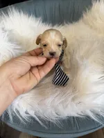 Maltipoo Boy! Blue Tie 💙, a male Maltipoo for sale in Campbell, TX – 6 of 10
