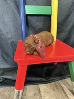 Akc Red Toy Poodle 💙, a male Poodle - Toy  for sale in Campbell, TX – 3 of 10