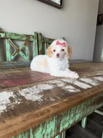 Akc Clear 🧬 Tested Chocolate Phantom Parti 🩷, a female Poodle - Miniature  for sale in Campbell, TX – 7 of 10