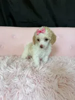 Akc Clear 🧬 Tested Chocolate Phantom Parti, a female Poodle - Miniature  for sale in Campbell, TX – 3 of 10