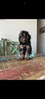 Akc Clear 🧬 Tested Clear Boy 💙, a male Poodle - Miniature  for sale in Campbell, TX – 8 of 10