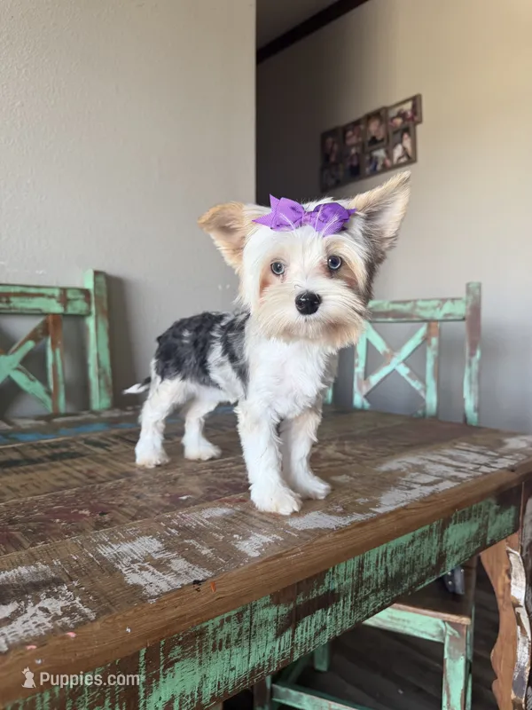 Blue Merle Parti Blue eyes Olive – Yorkshire Terrier puppy for sale in Campbell, TX
