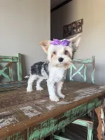 Blue Merle Parti Blue eyes Olive, a female Yorkshire Terrier for sale in Campbell, TX – 1 of 10