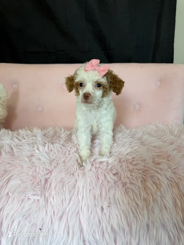 Akc Clear 🧬 Tested Chocolate Phantom Parti  – Poodle - Miniature  puppy for sale in Campbell, TX