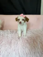 Akc Clear 🧬 Tested Chocolate Phantom Parti , a female Poodle - Miniature  for sale in Campbell, TX – 1 of 10