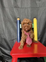 Akc Clear Red Toy Poodle Boy 💙 Brown Based, a male Poodle - Toy  for sale in Campbell, TX – 3 of 10