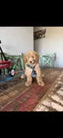 Meet Ollie! Akc Clear 🧬 At/At Ky/Ky b/b e/e N/S, a male Poodle - Miniature  for sale in Campbell, TX – 10 of 10