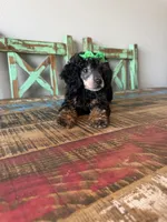 Akc Clear 🧬 Tested Black Phantom Girl 🩷, a female Poodle - Miniature  for sale in Campbell, TX – 3 of 10